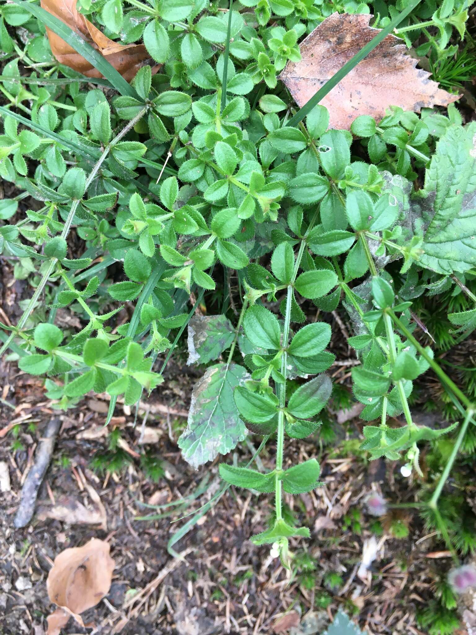 Image of Round-leaved Bedstraw