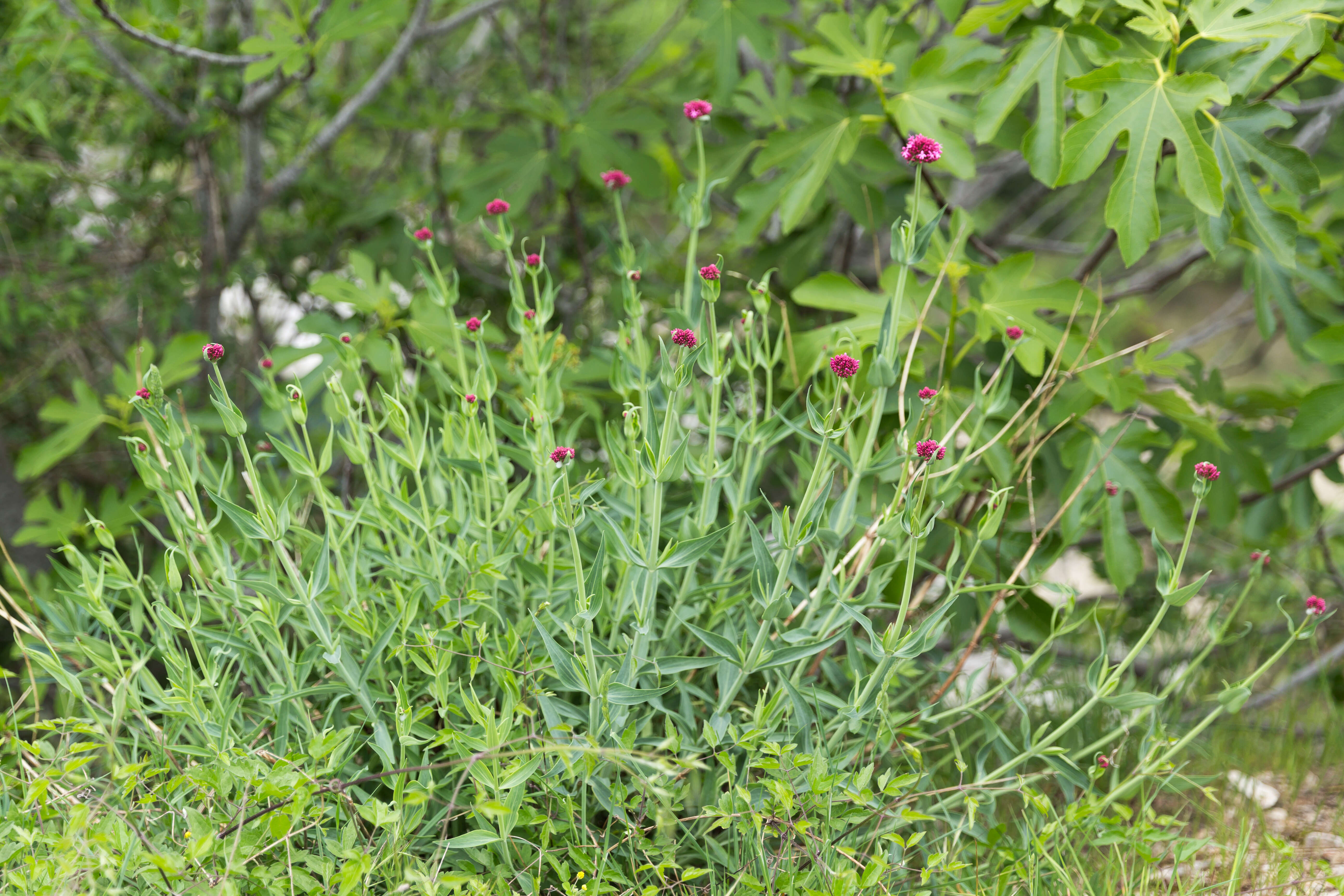 Image of Red Valerian