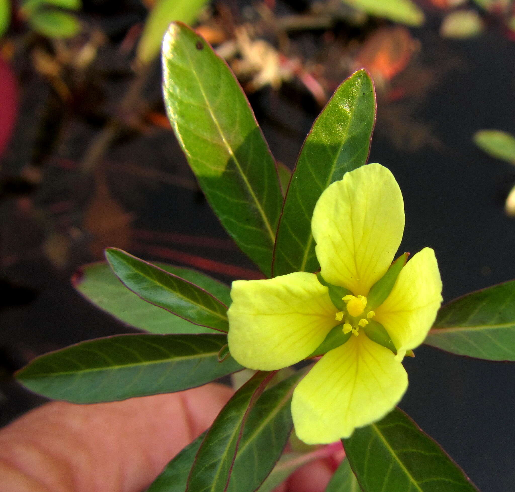 Image de Ludwigia adscendens (L.) Hara