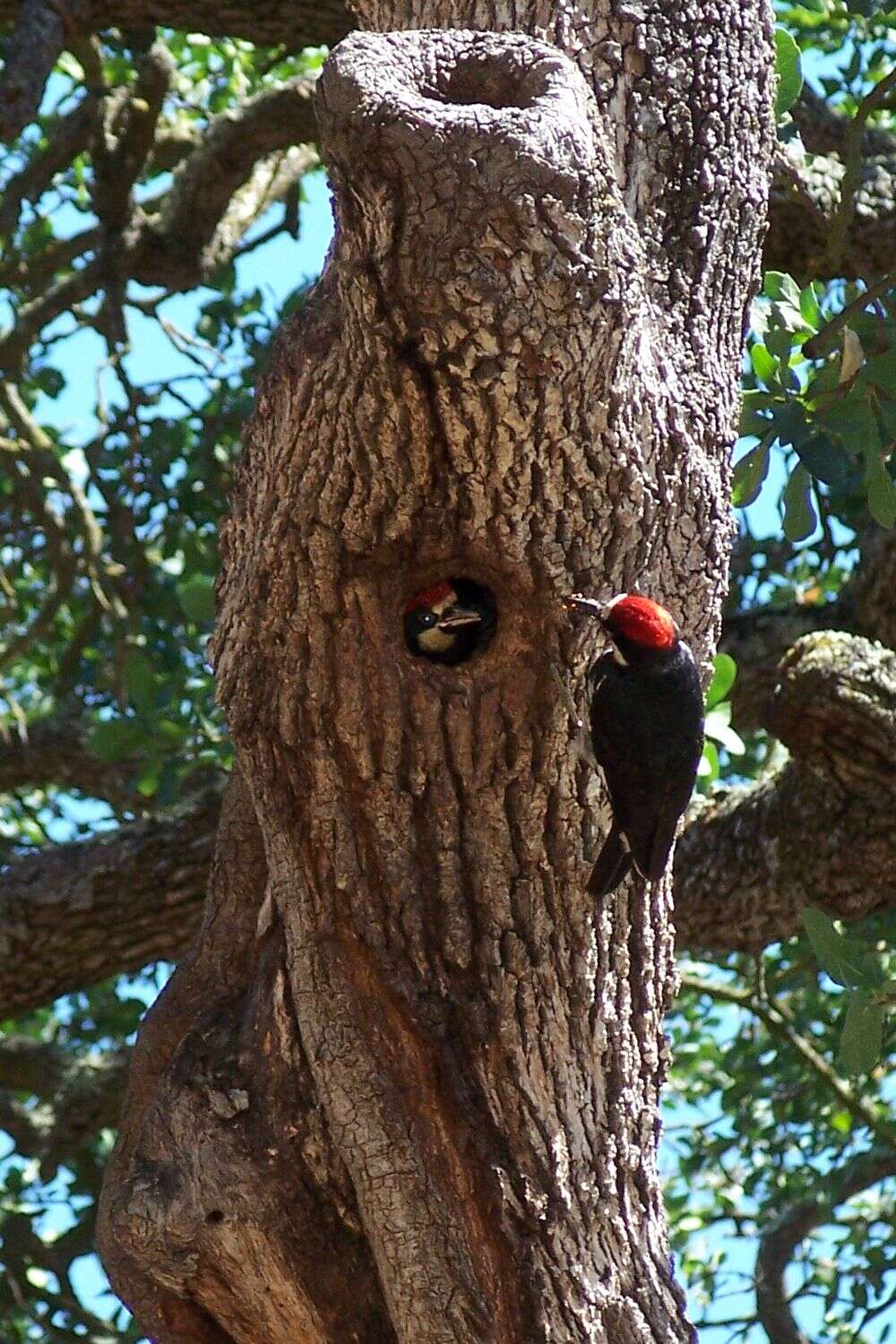 Image of Acorn Woodpecker