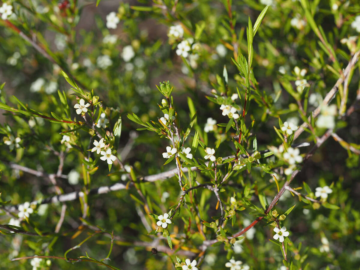 Image of Diosma meyeriana Spreng.