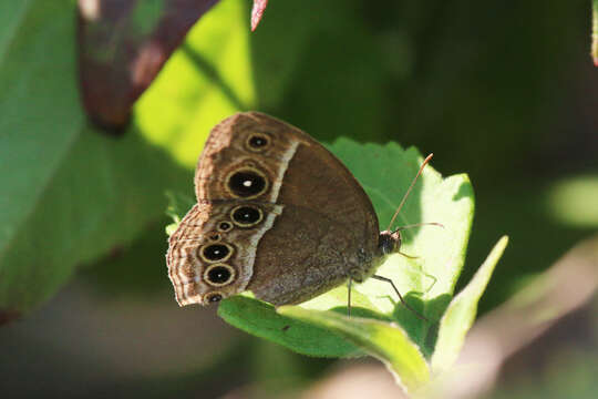 Imagem de Mycalesis mineus Linnaeus 1858