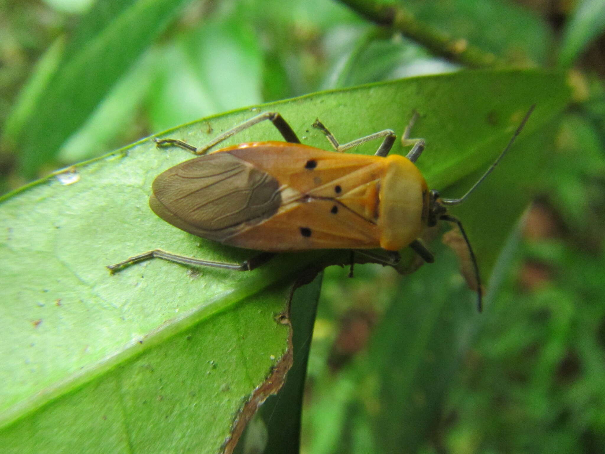 Image of Microspilus proximus (Dallas & W. S. 1852)