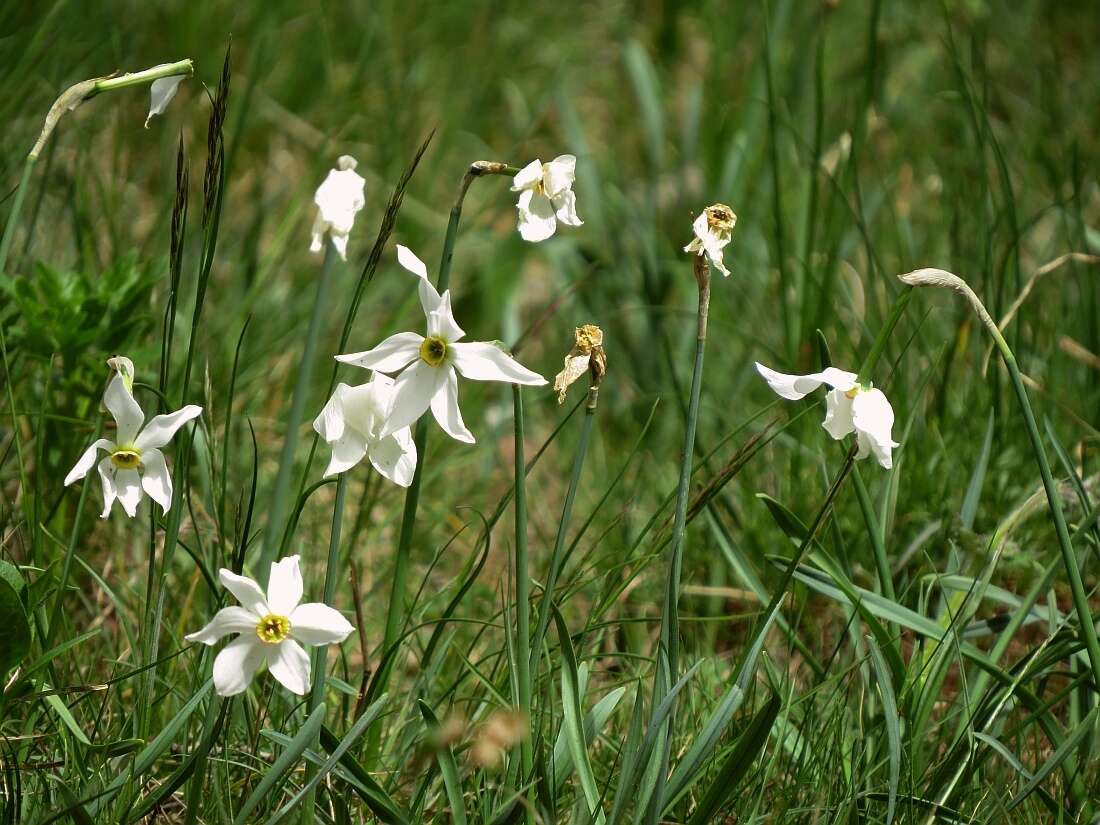 Narcissus poeticus subsp. radiiflorus (Salisb.) Baker的圖片