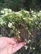 Image of Diosma aspalathoides Lam.