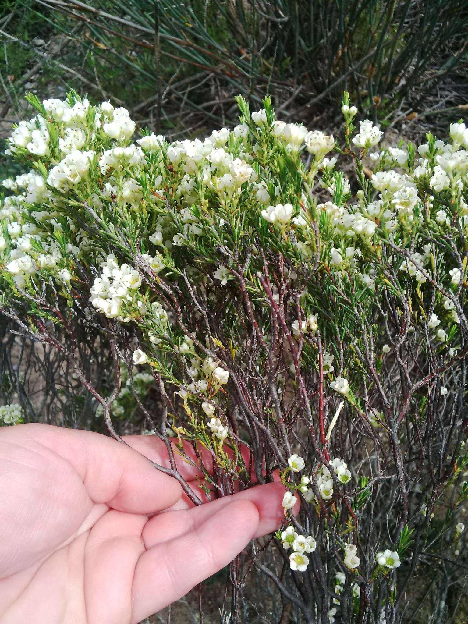 Image of Diosma aspalathoides Lam.