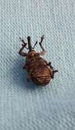 Image of Banded Pine Weevil