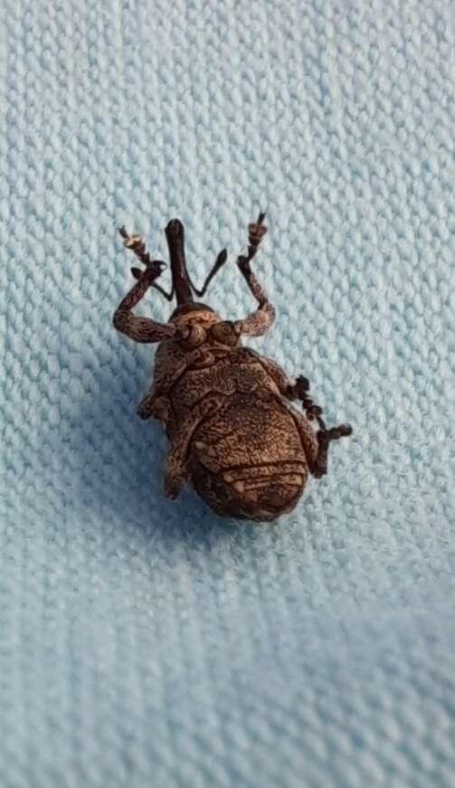 Image of Banded Pine Weevil