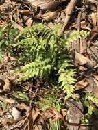 Image of Lindsaea heterophylla Dryand.