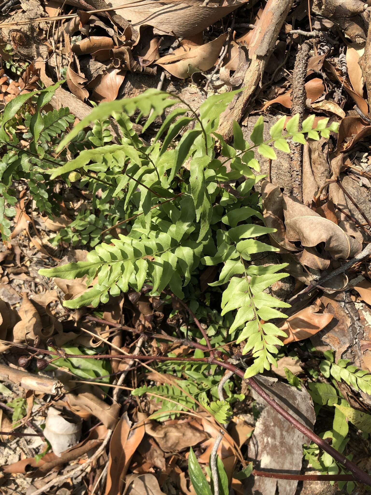 Imagem de Lindsaea heterophylla Dryand.