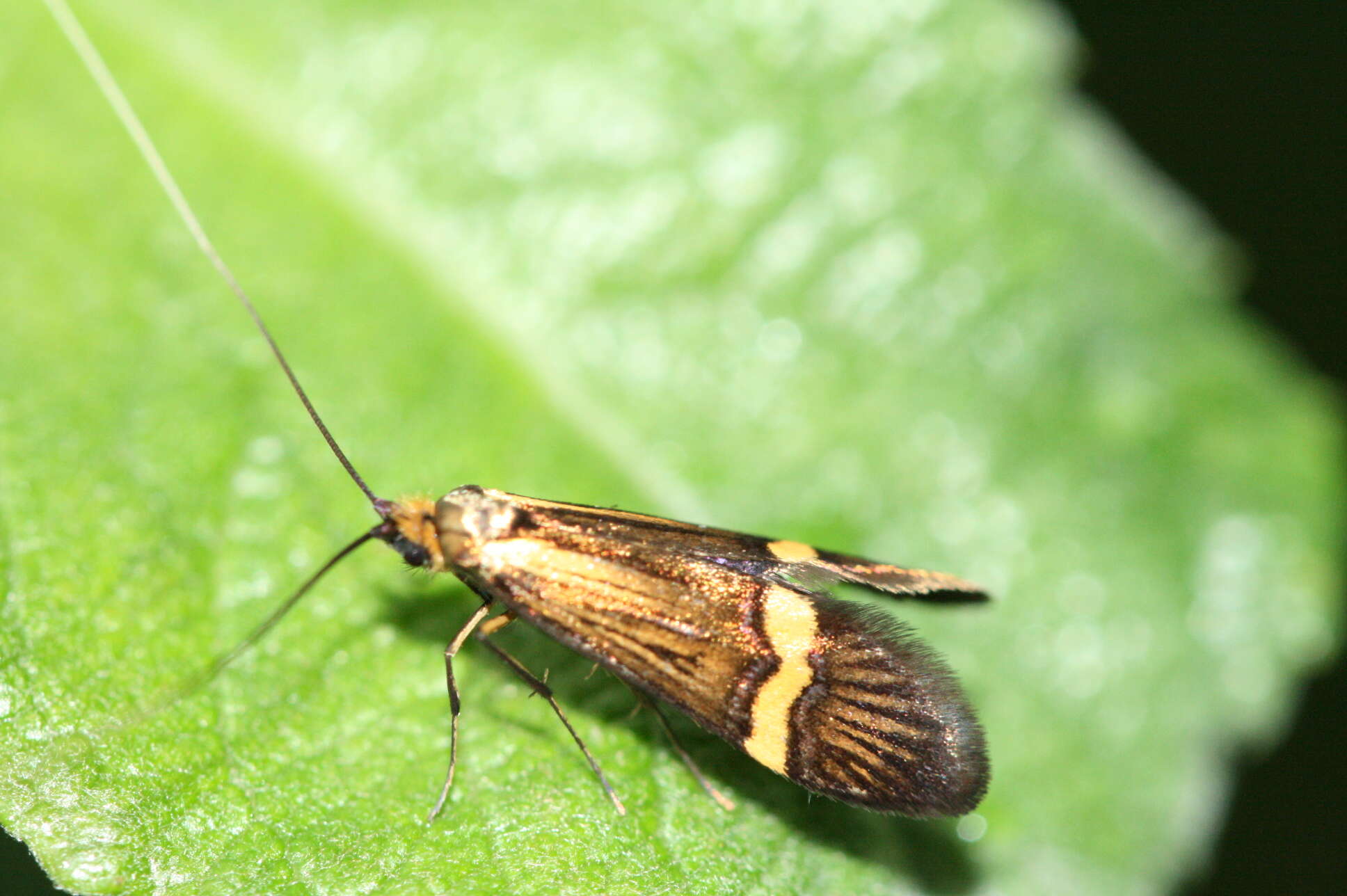 Image of Longhorn Moth