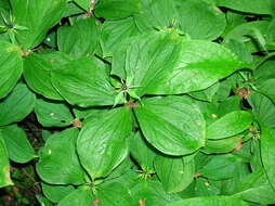 Image of herb Paris