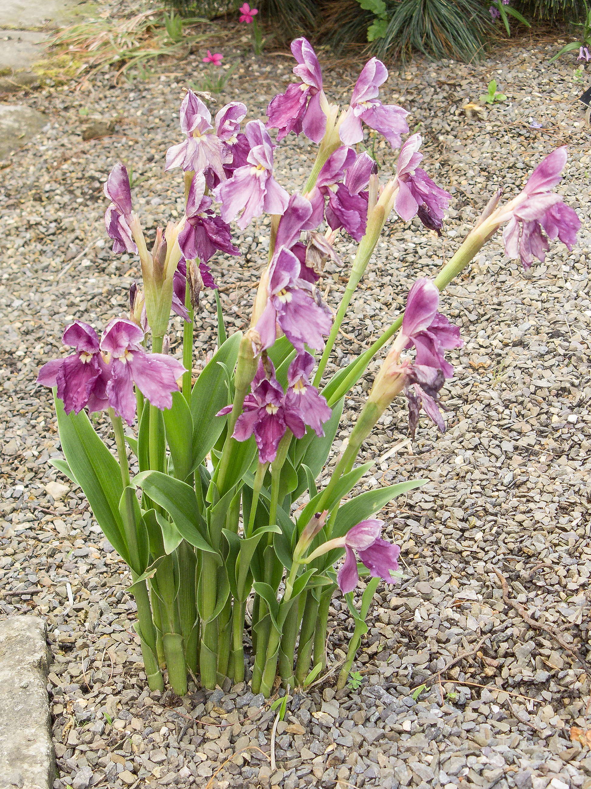 Image of Roscoea cautleoides