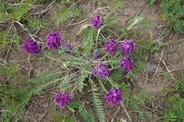 Image de Oxytropis strobilacea Bunge