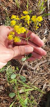 Image of Helianthemum cinereum subsp. rotundifolium (Dunal) Greuter & Burdet