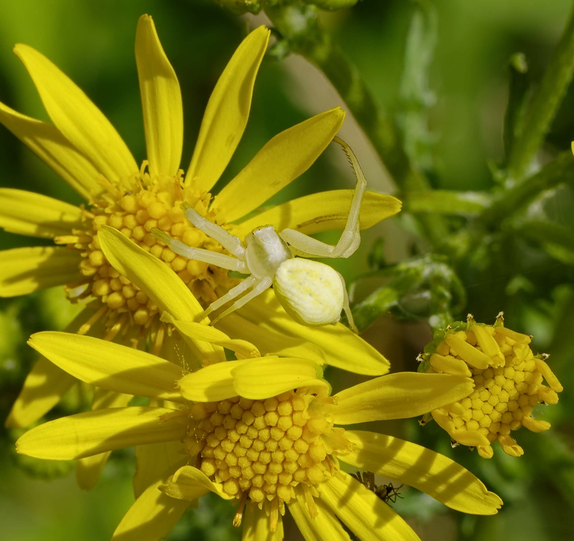 Image of Flower Crab Spiders