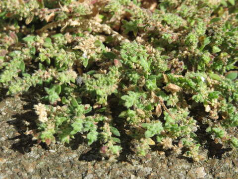 Image of smooth rupturewort