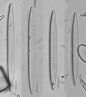 Image of Tryblionella W. Smith 1853