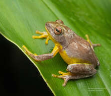 Image of Pseudophilautus asankai (Manamendra-Arachchi & Pethiyagoda 2005)