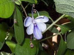 Image of Blue cat's whiskers