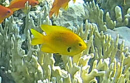 Image of Sulfur damsel