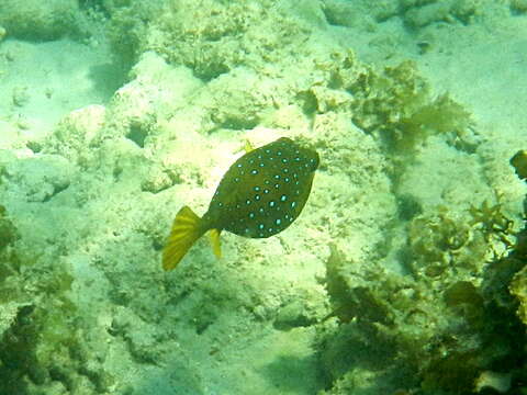 Image of Yellow boxfish