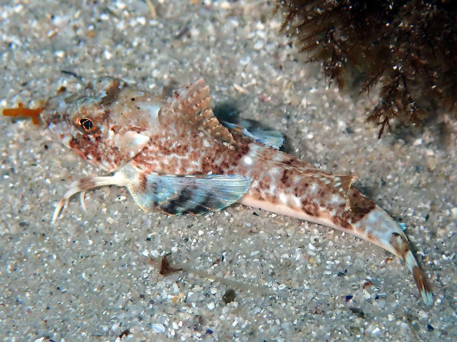 Image of Sapphirine Gurnard