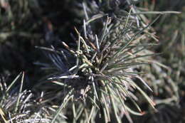 Image of Ephedra compacta Rose