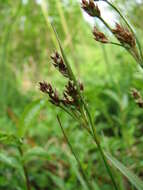 Imagem de Luzula multiflora (Retz.) Lejeune