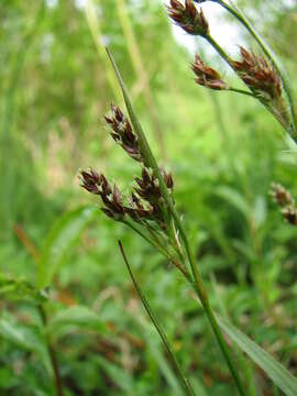 Image of common woodrush