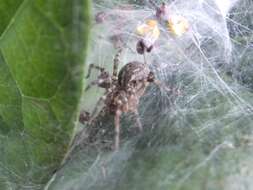 Sivun Allagelena opulenta (L. Koch 1878) kuva