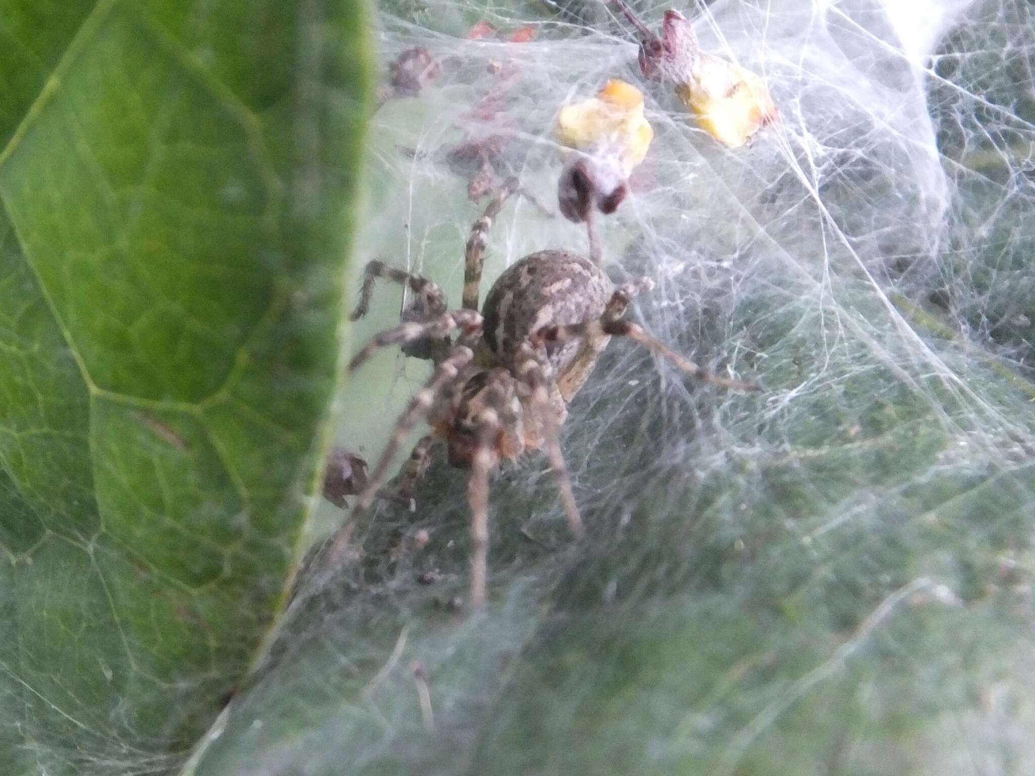 Sivun Allagelena opulenta (L. Koch 1878) kuva