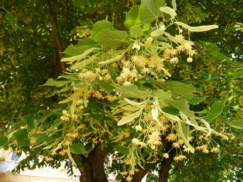 Image of Large-leaved Lime