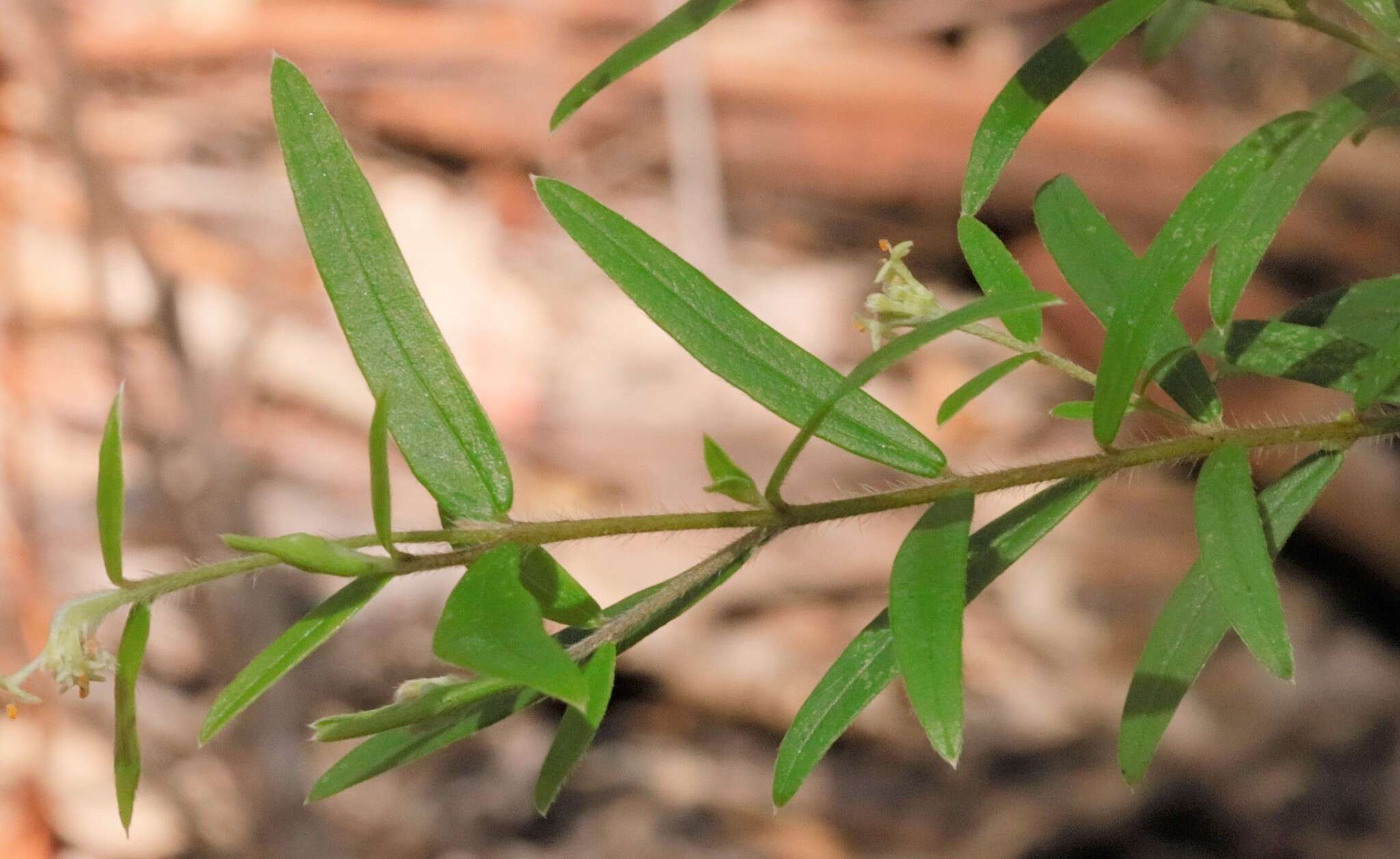 Image of Pimelea clavata Labill.