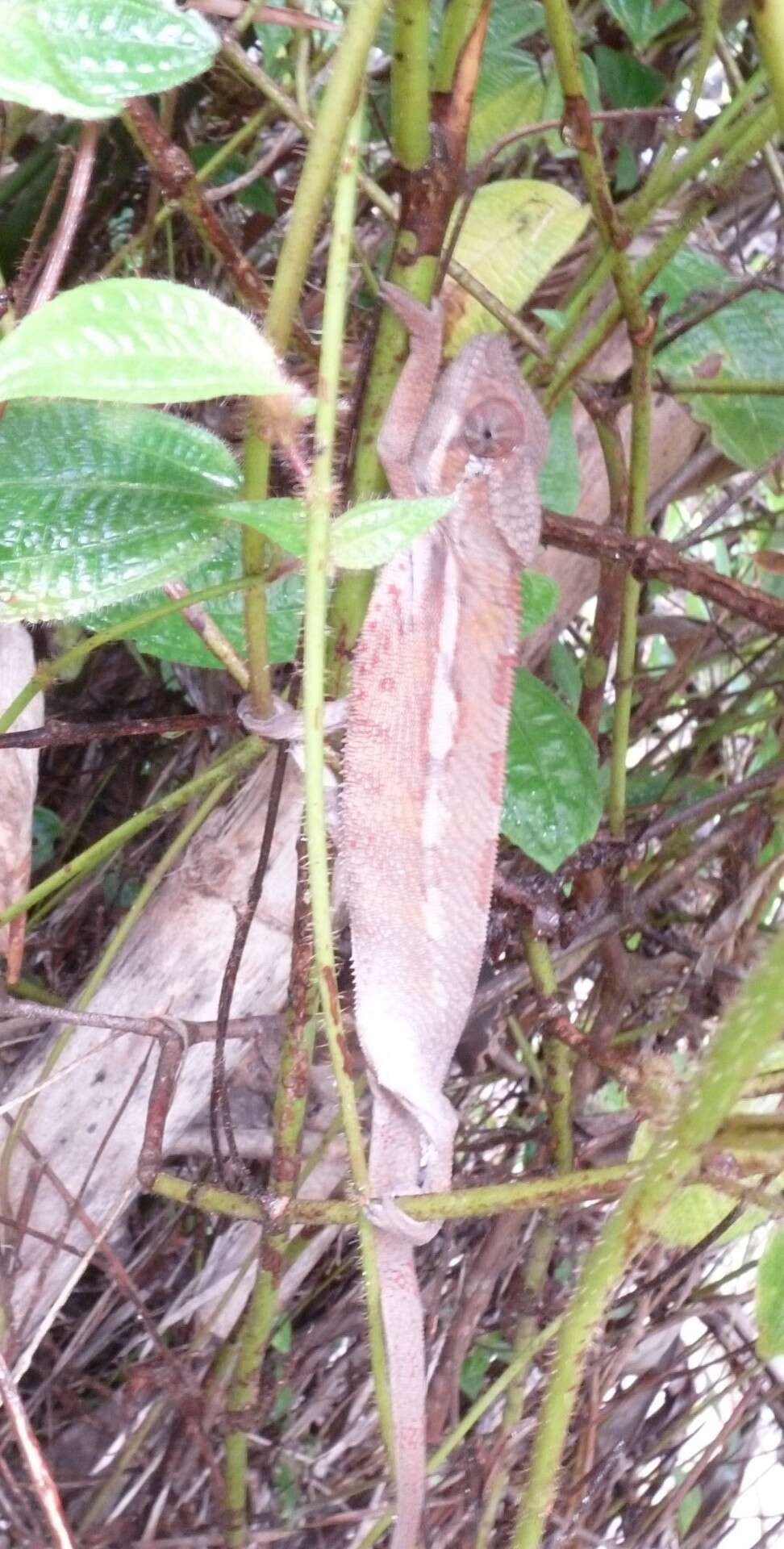 Image of Panther Chameleon