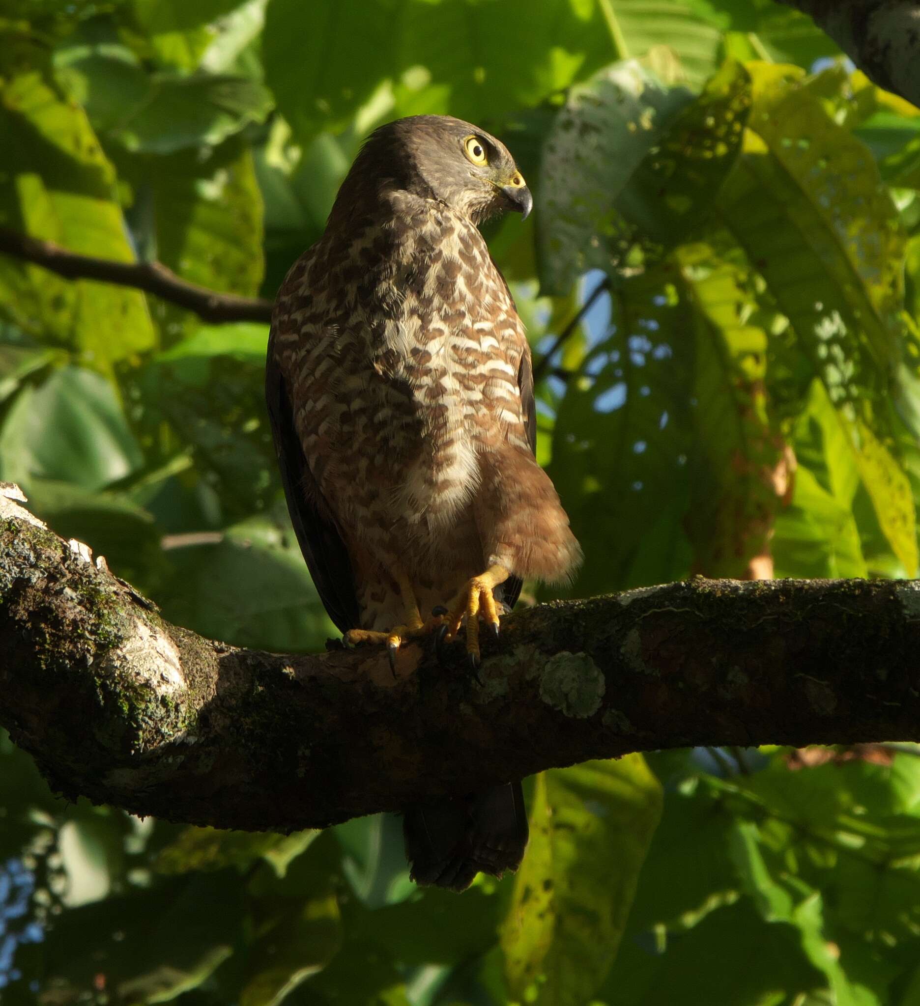 Image of Fiji Goshawk