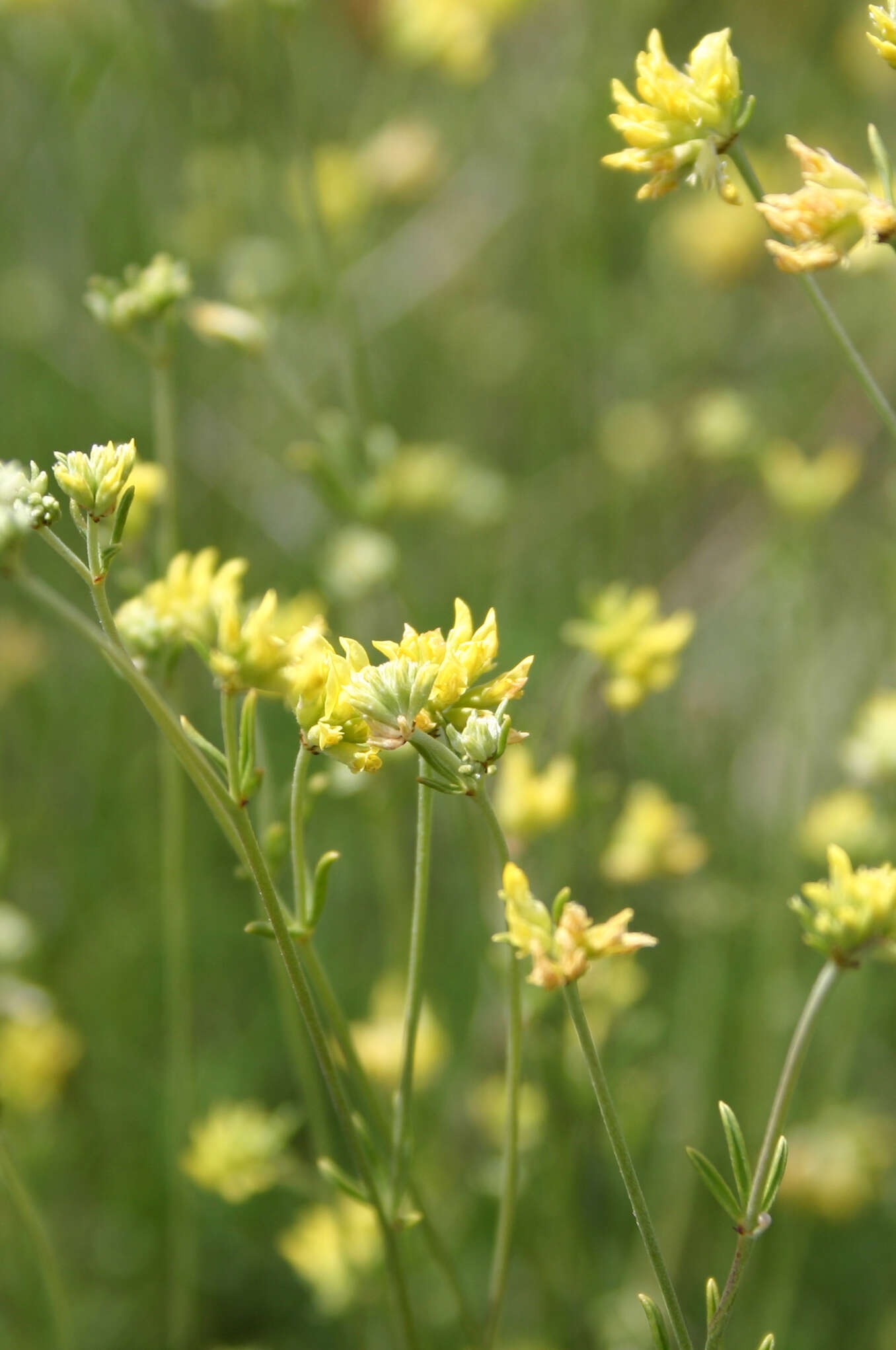 Plancia ëd <i>Anthyllis onobrychioides</i> Cav.