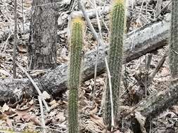 Plancia ëd Pilosocereus purpusii (Britton & Rose) Byles & G. D. Rowley