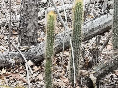 Plancia ëd Pilosocereus purpusii (Britton & Rose) Byles & G. D. Rowley