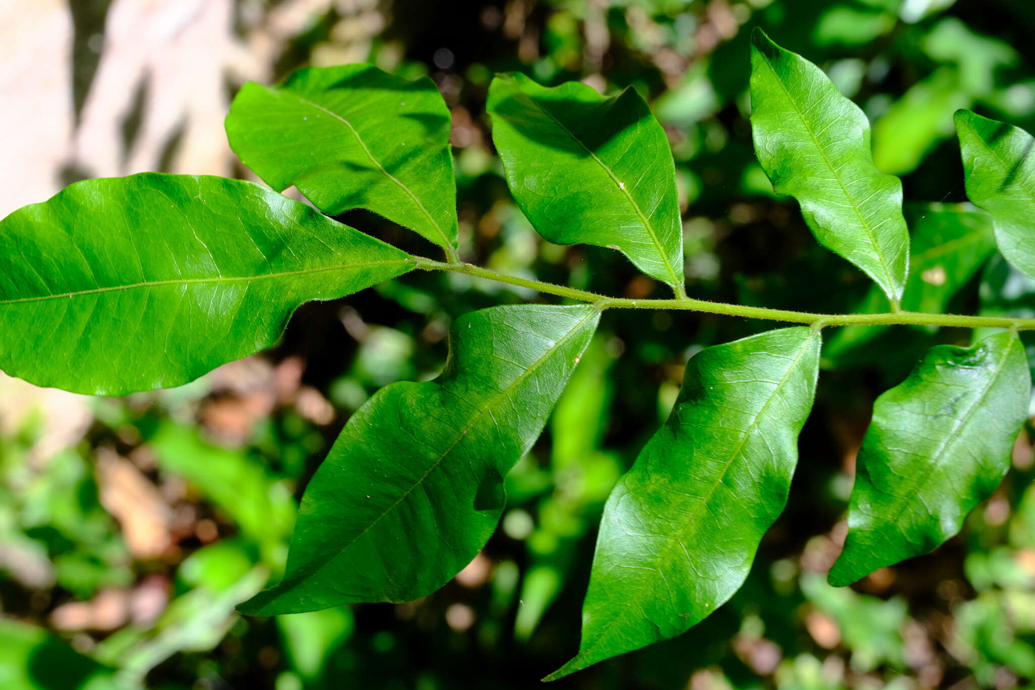 Image of Pararchidendron pruinosum (Benth.) I. C. Nielsen