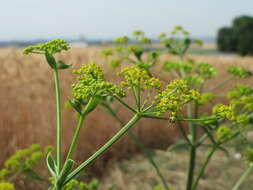 Image of wild parsnip