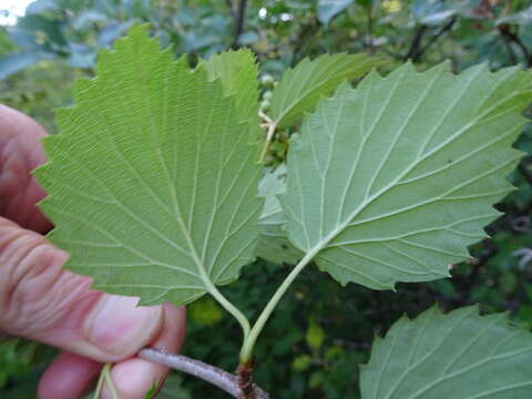 Image de Viburnum recognitum Fern.