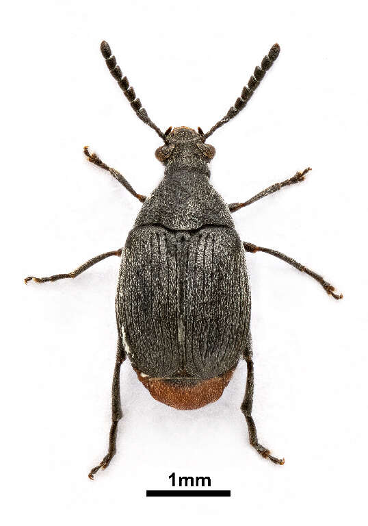 Image of Bruchidius siliquastri