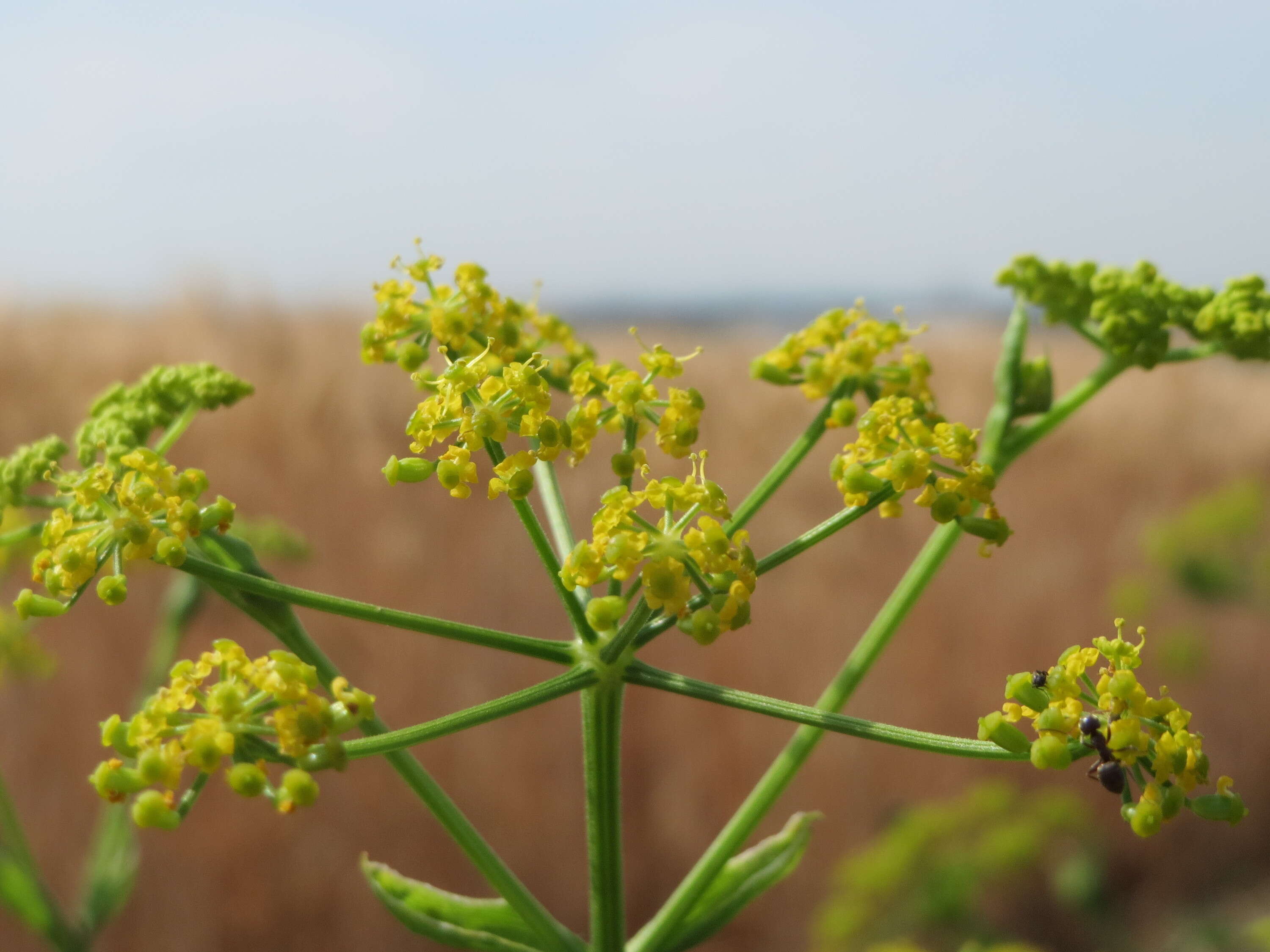 Image of wild parsnip