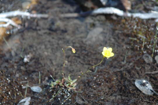 Image de saxifrage bouc, saxifrage dorée