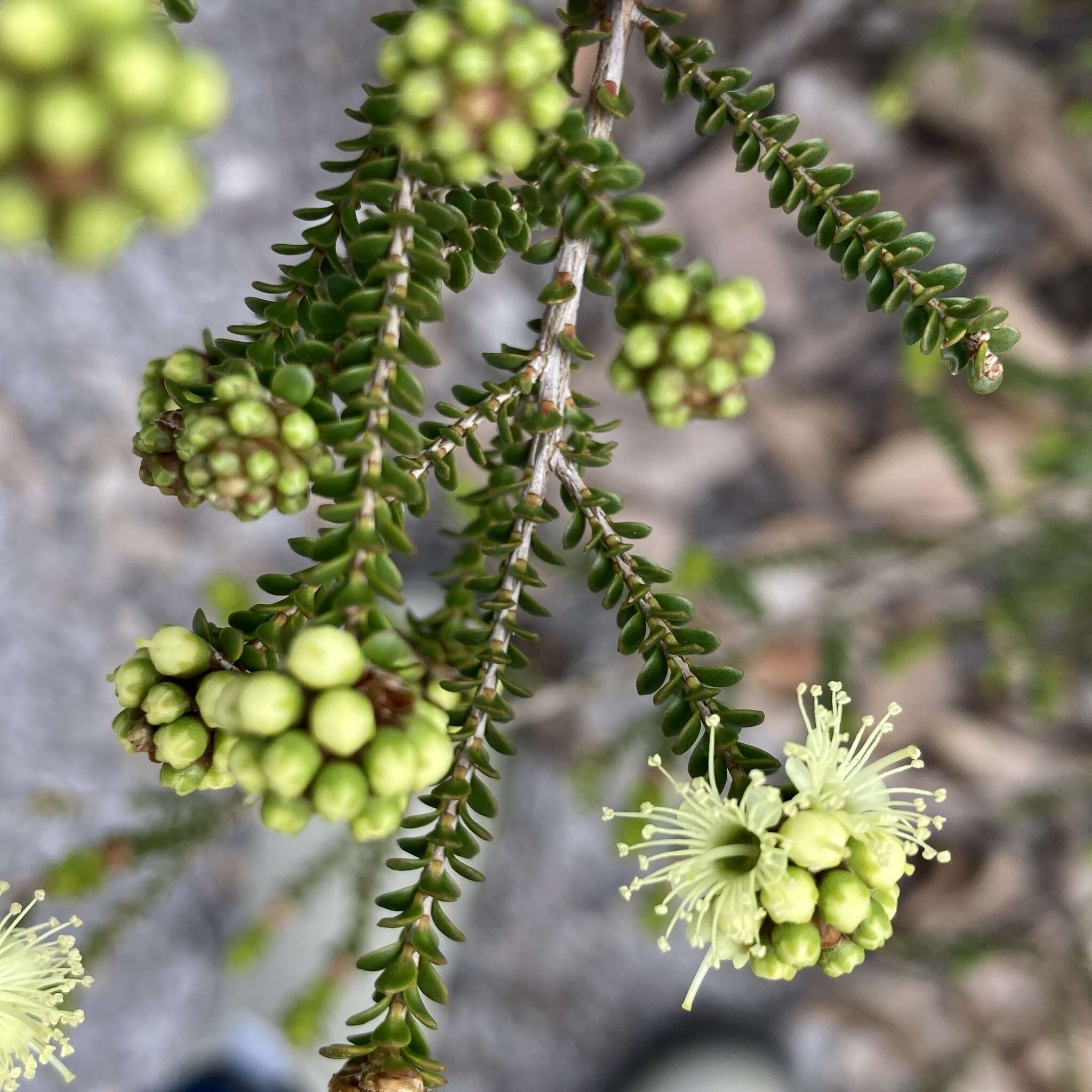 صورة Kunzea sulphurea Tovey & P. Morris