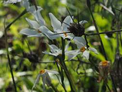 Plancia ëd Centaurea procurrens Sieb. ex Spreng.