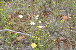 Image of thread linanthus