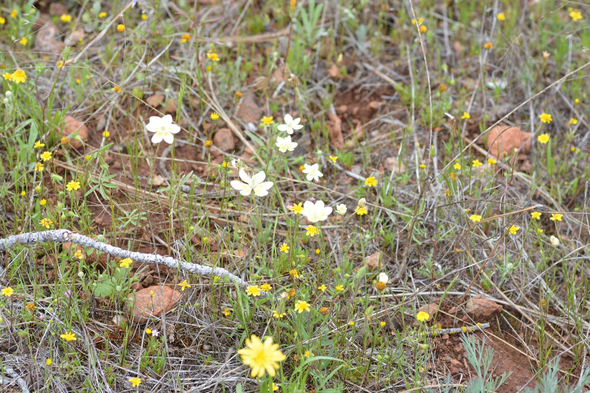 Image of thread linanthus