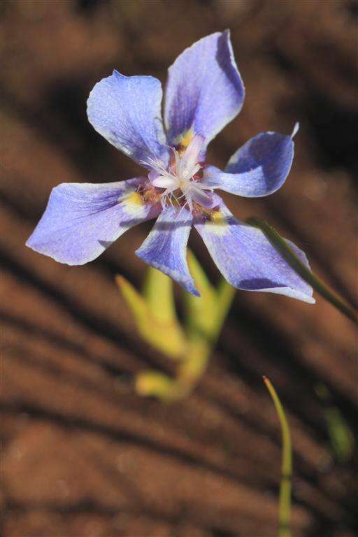 Image of Moraea lugubris (Salisb.) Goldblatt